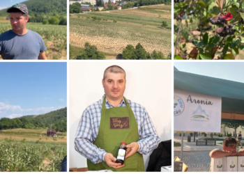 Coanul care și-a investit toți banii câștigați în Spania și Italia în plantația de Aronia de la Vascău. Puteți merge la clacă la Ioan Ichim