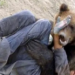 ICCJ: Despăgubiri morale şi materiale solicitate de victima atacului unui urs pentru prejudiciul suferit ca urmare a vătămării sale corporale