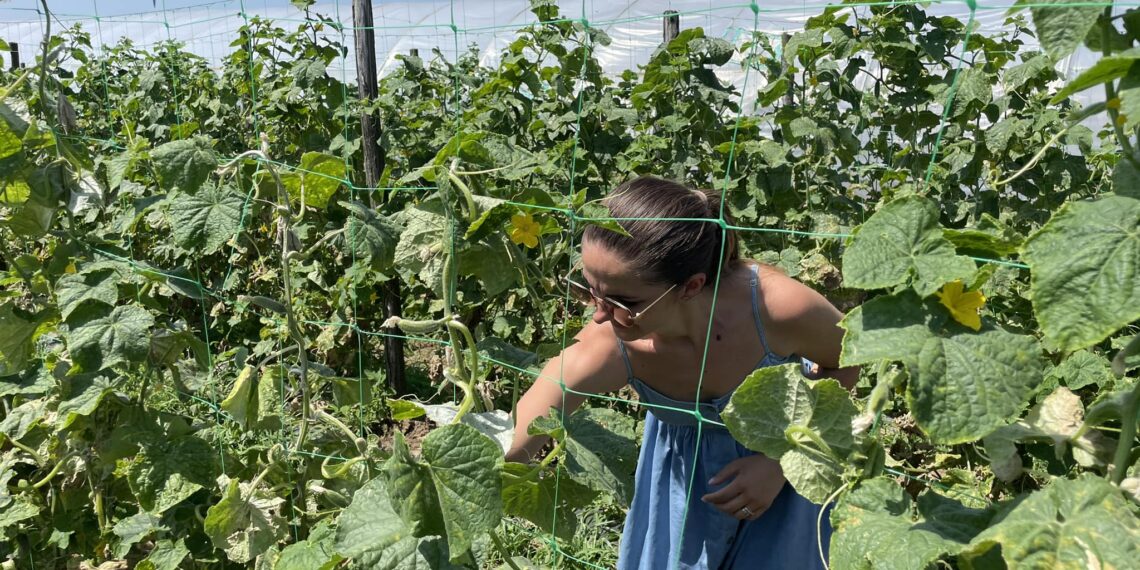 Bihorenii vor putea  achiziţiona legume sau alte produse rapid, de la cea mai apropiată fermă, căutând pe harta interactivă