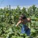 Bihorenii vor putea  achiziţiona legume sau alte produse rapid, de la cea mai apropiată fermă, căutând pe harta interactivă
