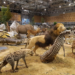 Maestrul taxidermist Helmut Raith, de pe platorurile de filmare la „Kommissar Rex”, la Muzeul din Oradea. Vedeta expoziției o dioramă de 250 mp, care va recrea în detaliu habitatul natural al faunei africane