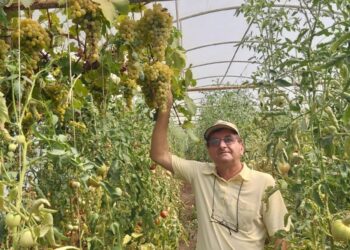 Universitarul orădean Mihai Cărbunar, singurul bihorean  care cultivă struguri ecologici în solariul său din Husasău de Tinca