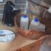 Sentință definitiva in cazul italianului care livra prin Facebook droguri de mare risc si a proprietarului fermei de bivoli din Tomnatic