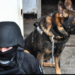 Operațiunea „Jupiter”. Peste ’70 de Percheziții la persoane suspectate de arderi ilegale de deşeuri, braconaj piscicol, furt de lemne din pădure, deţinerea ilegală a unor arme
