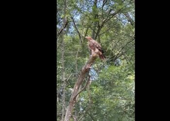 Specie dispărută din România acum 45 de ani a apărut din nou, în vestul țării. Este catalogată drept specie vulnerabilă