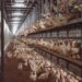 Termene.ro a făcut topul celor mai mari 20 de companii din Bihor.Oul de Tinca, cea mai profitabila firma.Județul se remarcă prin afaceri agricole, de coafură și transport marfă