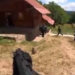 Aproape jumate de secol de închisoare pentru bărbații care aveau un laborator de extracție a drogurilor intr-o cabană din  Zece Hotare. Primul laborator de extragere secundară a cocainei din România