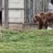 Ursul din Zoo Oradea nu și-a văzut umbra. Primavara e aproape