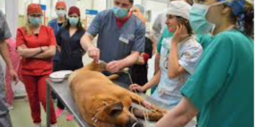 Direcțiile Sanitar-Veterinare ar putea deveni nefuncționale.  500 de persoane „vor pleca într-o perioadă foarte scurtă”
