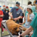 Direcțiile Sanitar-Veterinare ar putea deveni nefuncționale.  500 de persoane „vor pleca într-o perioadă foarte scurtă”