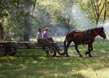A călcat o fetiță cu căruța și a fugit: ce pedeapsă a primit bărbatul din Bihor