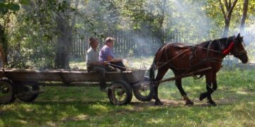 A călcat o fetiță cu căruța și a fugit: ce pedeapsă a primit bărbatul din Bihor