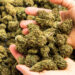 „Cadou” din Franța: Cetățean francez prins cu cannabis și o motocicletă furată la graniță