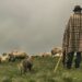 Violent până la mutilare: Cioban rănit grav într-un conflict de pășune în Voivozi