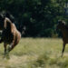 Cu iapa la deal… și sentința în spinare: Bărbat condamnat pentru furt calificat de animale