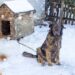 România interzice ținerea câinilor legați: proiect de lege pentru protecția animalelor