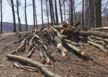 Pădurile Apusenilor devastate: Peste 400 de copaci doborâți, dar niciun vinovat la închisoare