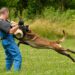 Nepăsarea se plătește: bărbat condamnat după ce câinele său a atacat un copil