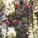 Intervenție Salvamont în zona Padiș: turistă rănită grav pe traseul Cetățile Ponorului