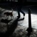 Bărbat căzut victimă unui atac absurd: s-a aplecat să strângă după câine și a fost snopit în bătaie