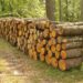 Bătaie pentru lemne în Bihor: un bărbat condamnat după ce și-a lovit vecinul pe câmp
