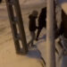 Scandal cu bâte în Oradea: trei indivizi au agresat un bărbat pe stradă