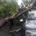 Răspunderea pentru vătămări corporale produse de prăbușirea arborilor de pe domeniul public: paza juridică a lucrului și calitatea procesuală pasivă a UAT | JURISPRUDENȚĂ ÎCCJ
