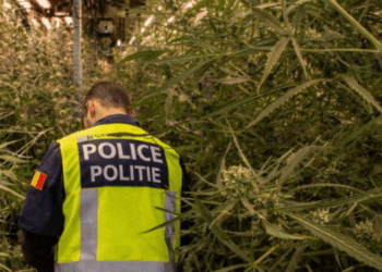 Polițist belgian în timpul verificării unei plantații indoor de cannabis (imagine ilustrativă generată cu inteligență artificială)
