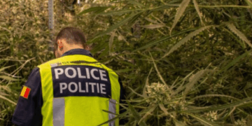 Polițist belgian în timpul verificării unei plantații indoor de cannabis (imagine ilustrativă generată cu inteligență artificială)