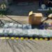 Tânără de 24 de ani, reținută după ce a adus din Spania 9,5 kilograme de canabis ascunse într-un colet. VIDEO
