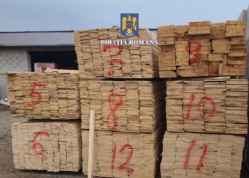 Captură de lemn de peste 30.000 de lei. Polițiștii au verificat transporturi și depozite în Satu Mare