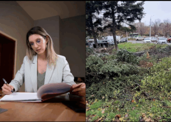 Tăierile de arbori din spațiile verzi urbane ar putea fi incriminate penal, proiect în curs de avizare
