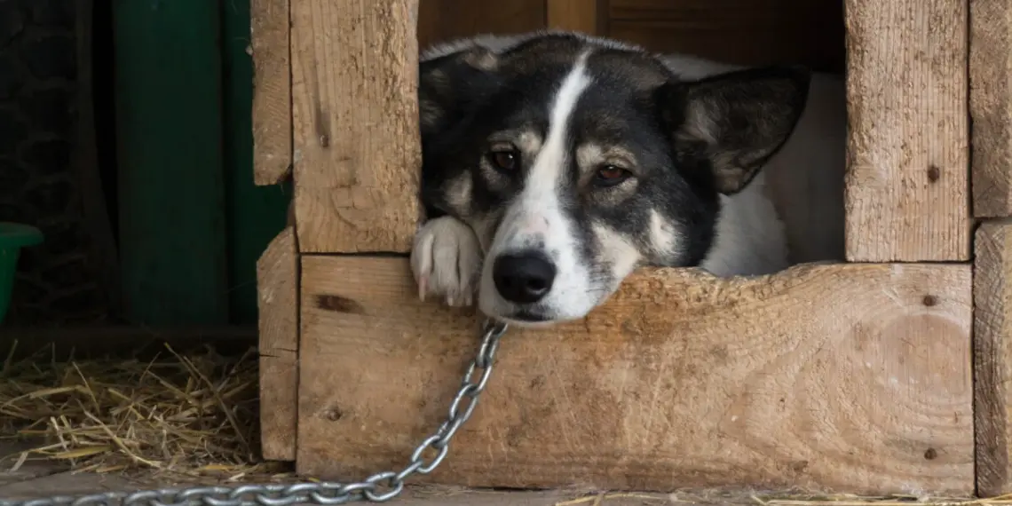 Câinii ținuți legați mai mult de două ore ar putea fi considerați abuzați | Proiect de lege