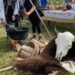 Salonta pregătește un record uriaș și mizează pe turism: 5.100 de litri de gulaș de bizon la aniversarea orașului