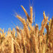 Schema cerealelor din Ucraina în Bihor. Cum au fost păcălite firme din două țări europene