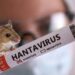 Pacient internat de aproape doi ani la Psihiatrie Ștei confirmat cu hantavirus: autoritățile caută sursa infectării