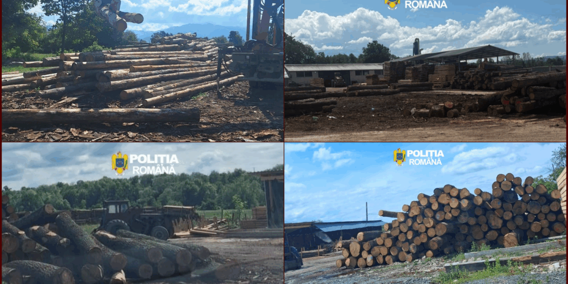 Descinderi și controale masive în Bihor. Sute de metri cubi de lemn au fost confiscate