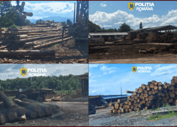 Descinderi și controale masive în Bihor. Sute de metri cubi de lemn au fost confiscate
