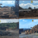 Descinderi și controale masive în Bihor. Sute de metri cubi de lemn au fost confiscate