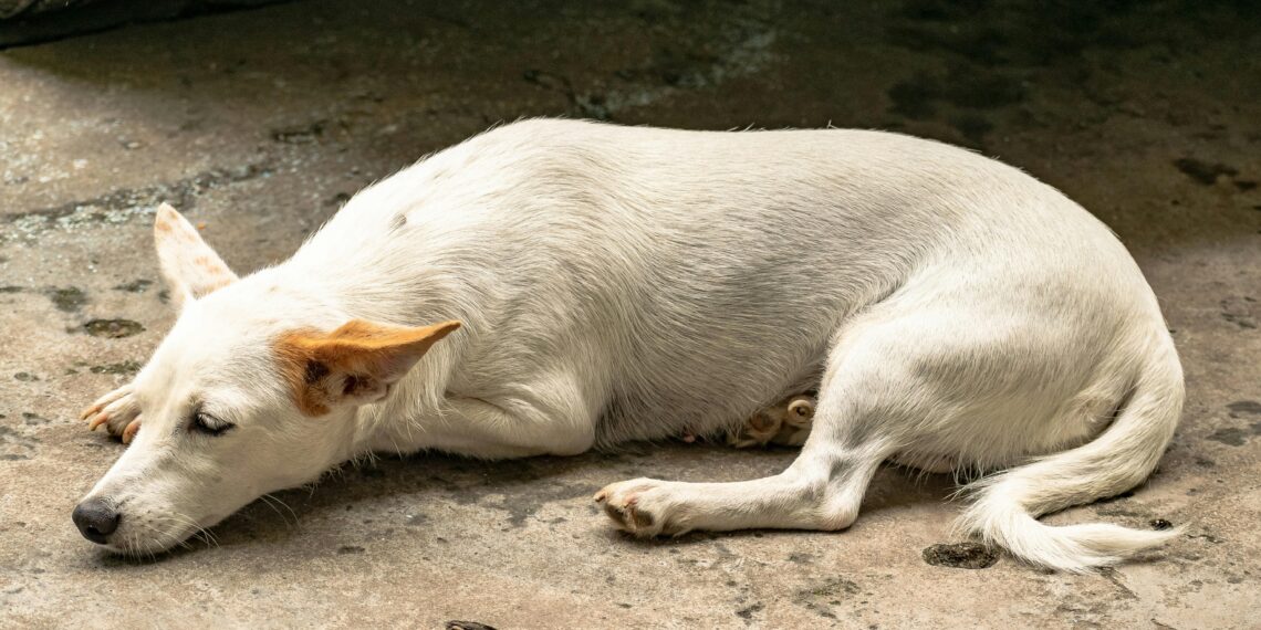 Cruzime anchetată în Bihor: un bărbat a fost reținut de Poliția Animalelor