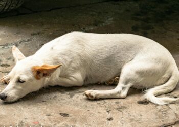 Cruzime anchetată în Bihor: un bărbat a fost reținut de Poliția Animalelor