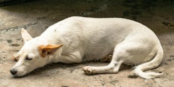 Cruzime anchetată în Bihor: un bărbat a fost reținut de Poliția Animalelor