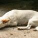 Cruzime anchetată în Bihor: un bărbat a fost reținut de Poliția Animalelor