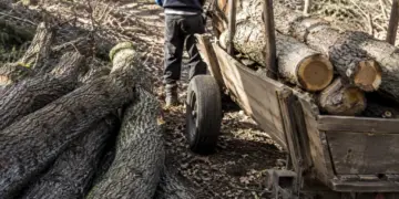98 de drumuri cu căruța și 173 de metri cubi de lemn. Cum a scăpat un sătmărean de o amendă de 30.000 de lei