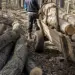 98 de drumuri cu căruța și 173 de metri cubi de lemn. Cum a scăpat un sătmărean de o amendă de 30.000 de lei
