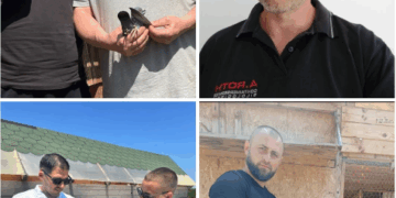 Protagoniștii etapei de demifond Bratislava – columbofilii bihoreni și porumbeii care au învins canicula și vântul din față într-o cursă de anduranță memorabilă.